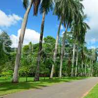 Tall palm trees in the park