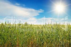 sun in sky over wheat field
