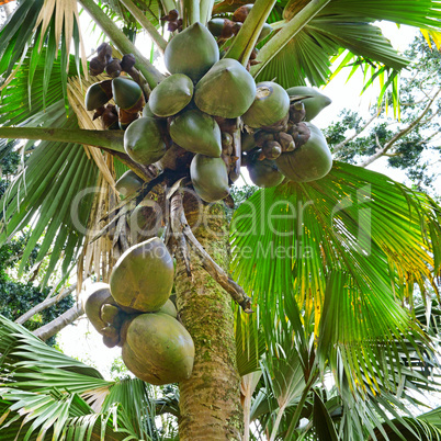 fruit on the tree coconut