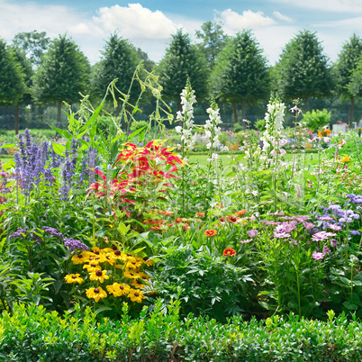 Blossoming flowerbed in the park