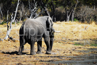 Elefant in Namibia Afrika