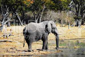 Elefant in Namibia Afrika