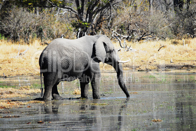 Elefant in Namibia Afrika