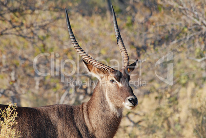 Impalas Antilope in der Savanne vom Etosha Nationalpark