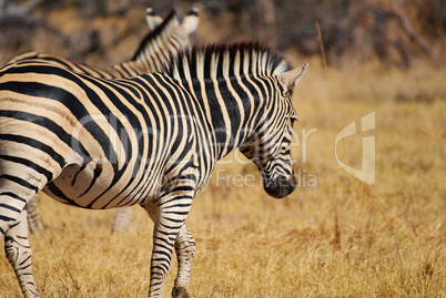 Zebra in Namibia Afrika