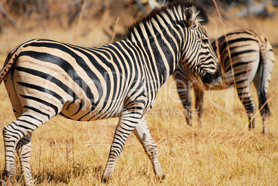 Zebra in Namibia Afrika