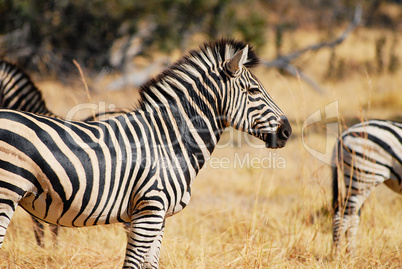 Zebra in Namibia Afrika