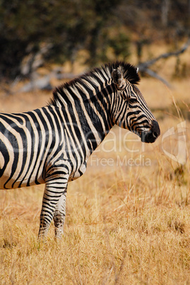 Zebra in Namibia Afrika