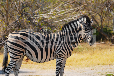 Zebra in Namibia Afrika