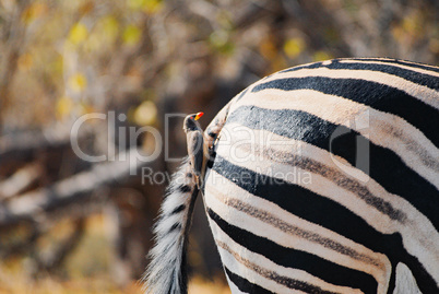 Zebra in Namibia Afrika