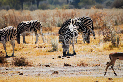 Zebra in Namibia Afrika