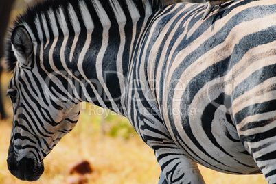 Zebra in Namibia Afrika