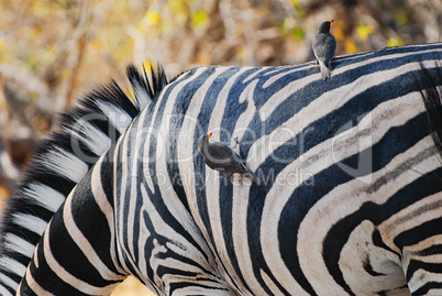 Zebra in Namibia Afrika