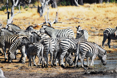 Zebra in Namibia Afrika