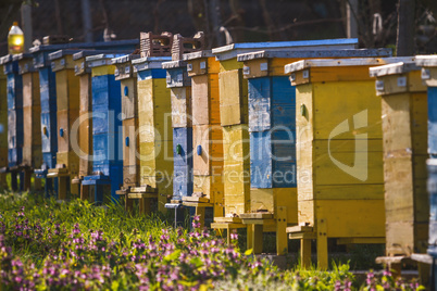 Bee hives on spring garden