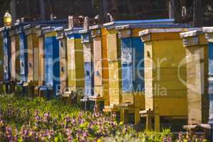 Bee hives on spring garden