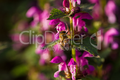Bee on spring blossom flower