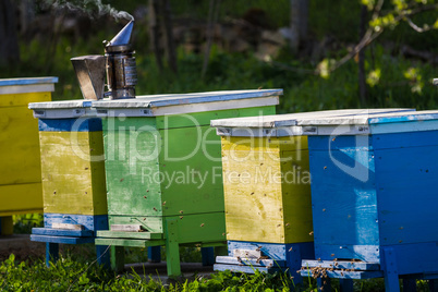 Bee hives on spring garden