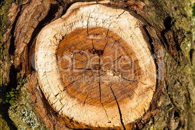 Slice texture from a fir tree stump
