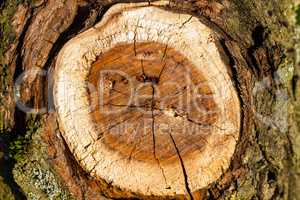 Slice texture from a fir tree stump