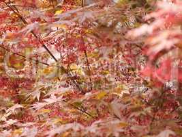 Red maple acer tree