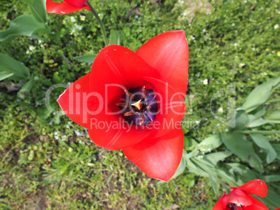 Red Tulips flower