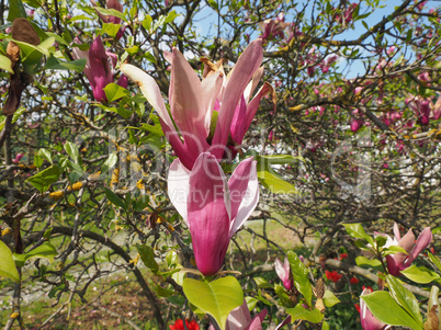 Magnolia tree flower