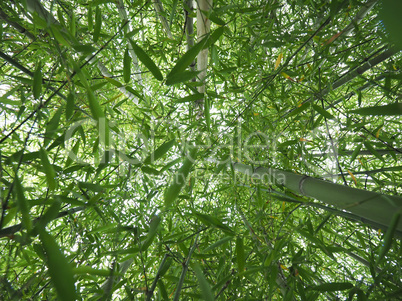 Bamboo tree perspective