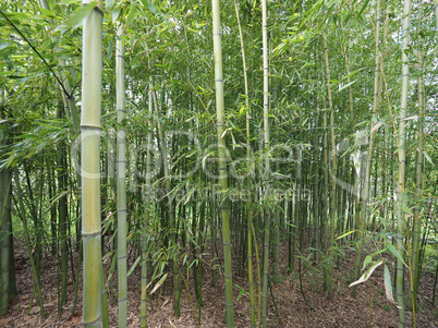 Bamboo tree perspective