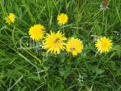 Common Dandelion flower with bee