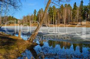 March spring forest