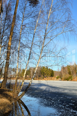 March spring forest