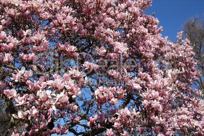 Frühling in Straßburg