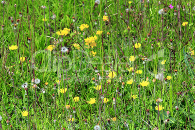 meadow flowers in the green grass