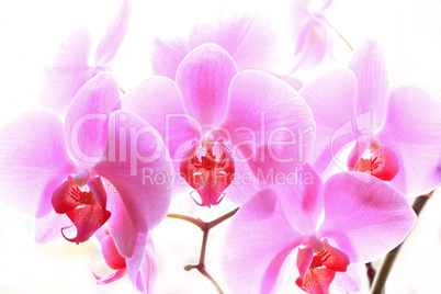 flowers of pink orchid isolated