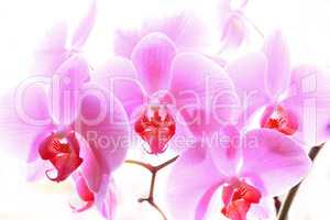 flowers of pink orchid isolated