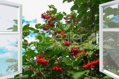 windows overlooking the red ripe guelder-rose