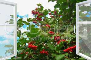 windows overlooking the red ripe guelder-rose