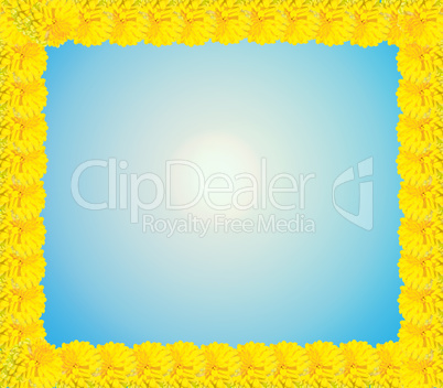 frame from yellow flowers of chrysanthemum