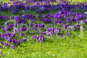 Llila Krokusse im Frühling