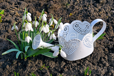 spring snowdrops and watering can