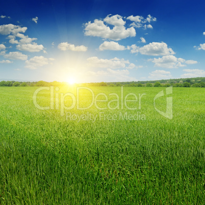 wheat field and sunrise in the blue sky