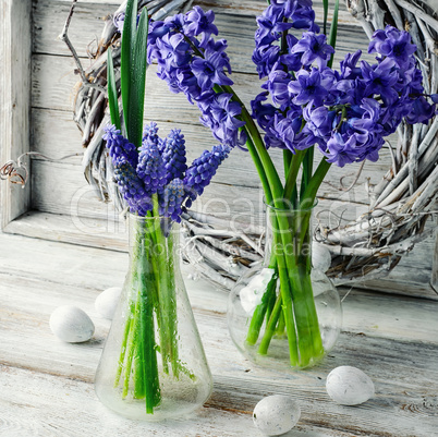 Still life with hyacinths