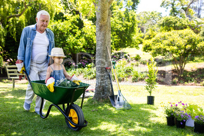 Grandfather carrying his granddaughter in a wheelbarrow