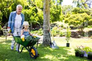 Grandfather carrying his granddaughter in a wheelbarrow