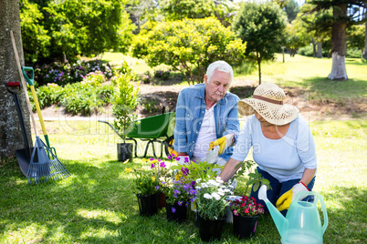 Senior couple gardening in the park