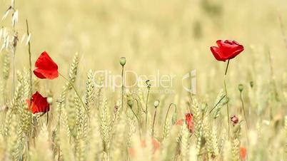 Mature cereal field with poppy flowers