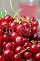 Red currant