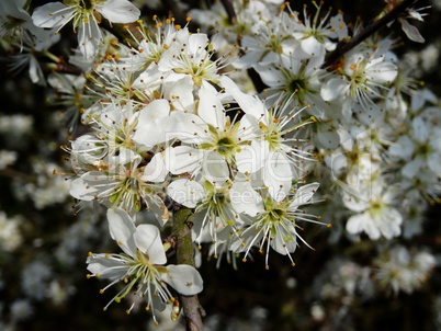 Schwarzdorn