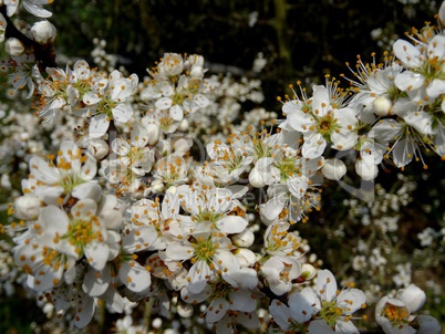 Schwarzdorn